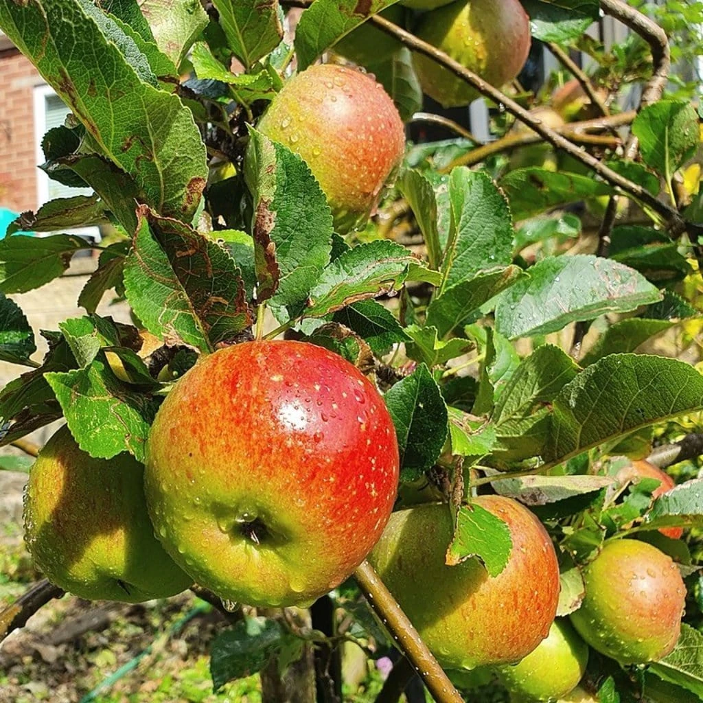 'Lord Lambourne' Apple Tree 3 'Lord Lambourne' Apple Tree