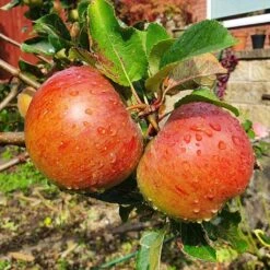 'Lord Lambourne' Apple Tree 8 'Lord Lambourne' Apple Tree -Soft Fruit Paradise LordLambourne 2