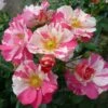 'Mind Games' Floribunda Rose 2 'Mind Games' Floribunda Rose -Soft Fruit Paradise MIND GAMES Dickylie 6f7da30d 751d 40bf a5ac 4eef126b2d17