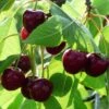 'Merchant' Cherry Tree 2 'Merchant' Cherry Tree -Soft Fruit Paradise Merchant 1