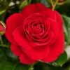 'Patio Hit Nikoline' Patio Shrub Rose 1 'Patio Hit Nikoline' Patio Shrub Rose -Soft Fruit Paradise Nikoline Hit PatioHit Poulpah125 N