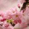 Kurilensis Ruby' Cherry Blossom Tree | Prunus Nipponica 2 Kurilensis Ruby' Cherry Blossom Tree | Prunus Nipponica -Soft Fruit Paradise Nipponica 1