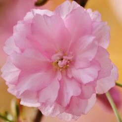 Kurilensis Ruby' Cherry Blossom Tree | Prunus Nipponica -Soft Fruit Paradise Nipponica 3