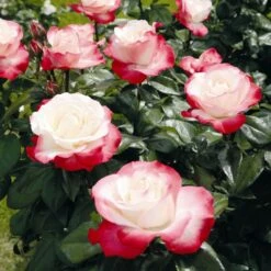 'Nostalgia' Hybrid Tea Rose 8 'Nostalgia' Hybrid Tea Rose -Soft Fruit Paradise Nostalgie 4