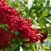 Vilmorinii Rowan Tree | Sorbus -Soft Fruit Paradise ORN0001 4