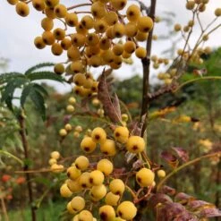 Joseph Rock Rowan Tree | Sorbus 13 Joseph Rock Rowan Tree | Sorbus -Soft Fruit Paradise ORN0003 1