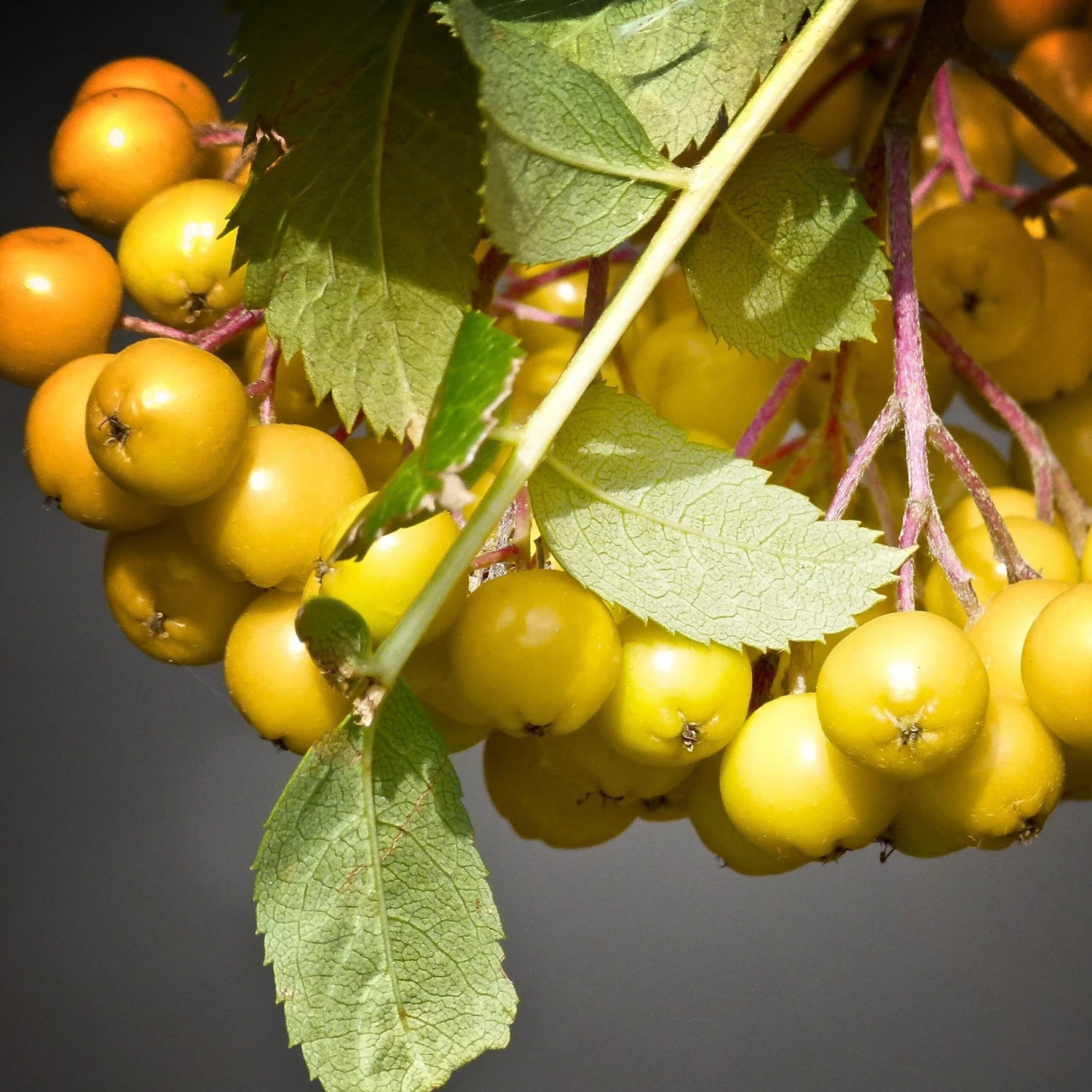 Joseph Rock Rowan Tree | Sorbus 5 Joseph Rock Rowan Tree | Sorbus - Image 3