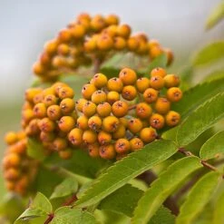 Joseph Rock Rowan Tree | Sorbus 15 Joseph Rock Rowan Tree | Sorbus -Soft Fruit Paradise ORN0003 5