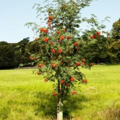 Mountain Ash Rowan Tree | Sorbus Aucuparia -Soft Fruit Paradise ORN0009 6
