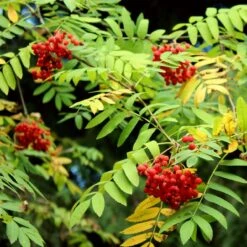 Mountain Ash Rowan Tree | Sorbus Aucuparia -Soft Fruit Paradise ORN0009 7