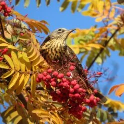 Mountain Ash Rowan Tree | Sorbus Aucuparia -Soft Fruit Paradise ORN0010bird