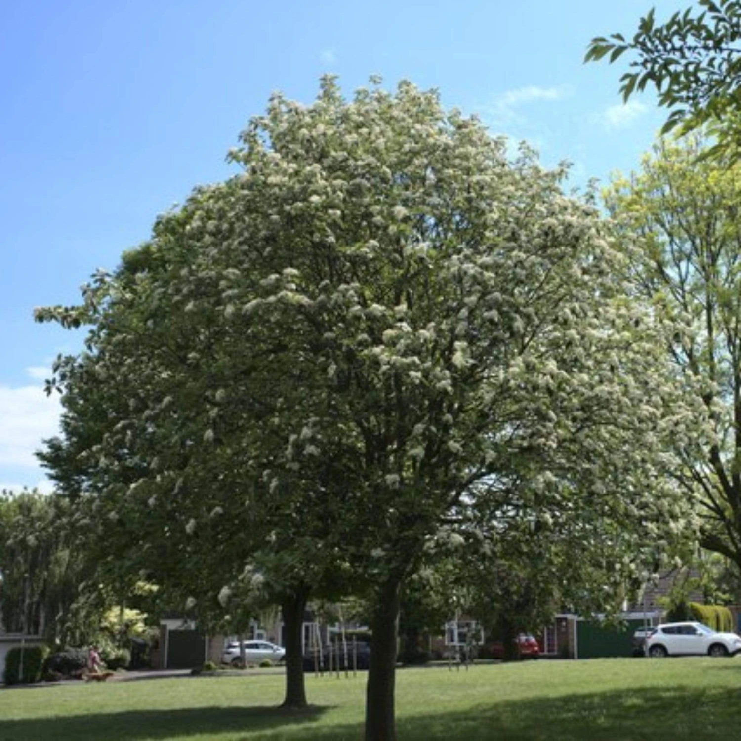Whitebeam Tree | Sorbus Aria 'Lutescens' 3 Whitebeam Tree | Sorbus Aria 'Lutescens'