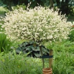 Flamingo Willow Tree | Salix Integra Hakuro Nishiki 16 Flamingo Willow Tree | Salix Integra Hakuro Nishiki -Soft Fruit Paradise ORN0014 3