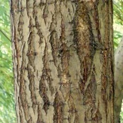 Golden Weeping Willow Tree | Salix Chrysocoma -Soft Fruit Paradise ORN0015 5