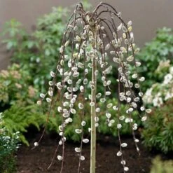 Kilmarnock Dwarf Weeping Willow Tree | Salix Caprea 10 Kilmarnock Dwarf Weeping Willow Tree | Salix Caprea -Soft Fruit Paradise ORN0017 2