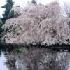 Weeping Yoshino Cherry Blossom Tree | Prunus Yedoensis 1 Weeping Yoshino Cherry Blossom Tree | Prunus Yedoensis -Soft Fruit Paradise ORN0027 1