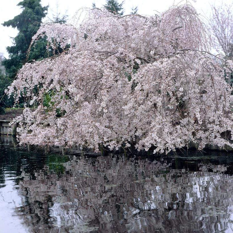 Weeping Yoshino Cherry Blossom Tree | Prunus Yedoensis 3 Weeping Yoshino Cherry Blossom Tree | Prunus Yedoensis