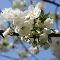 Weeping Yoshino Cherry Blossom Tree | Prunus Yedoensis 9 Weeping Yoshino Cherry Blossom Tree | Prunus Yedoensis -Soft Fruit Paradise ORN0027 3