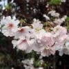 Pink Winter Flowering Cherry Tree | Prunus X Subhirtella 'Autumnalis Rosea' 2 Pink Winter Flowering Cherry Tree | Prunus X Subhirtella 'Autumnalis Rosea' -Soft Fruit Paradise ORN0030 1