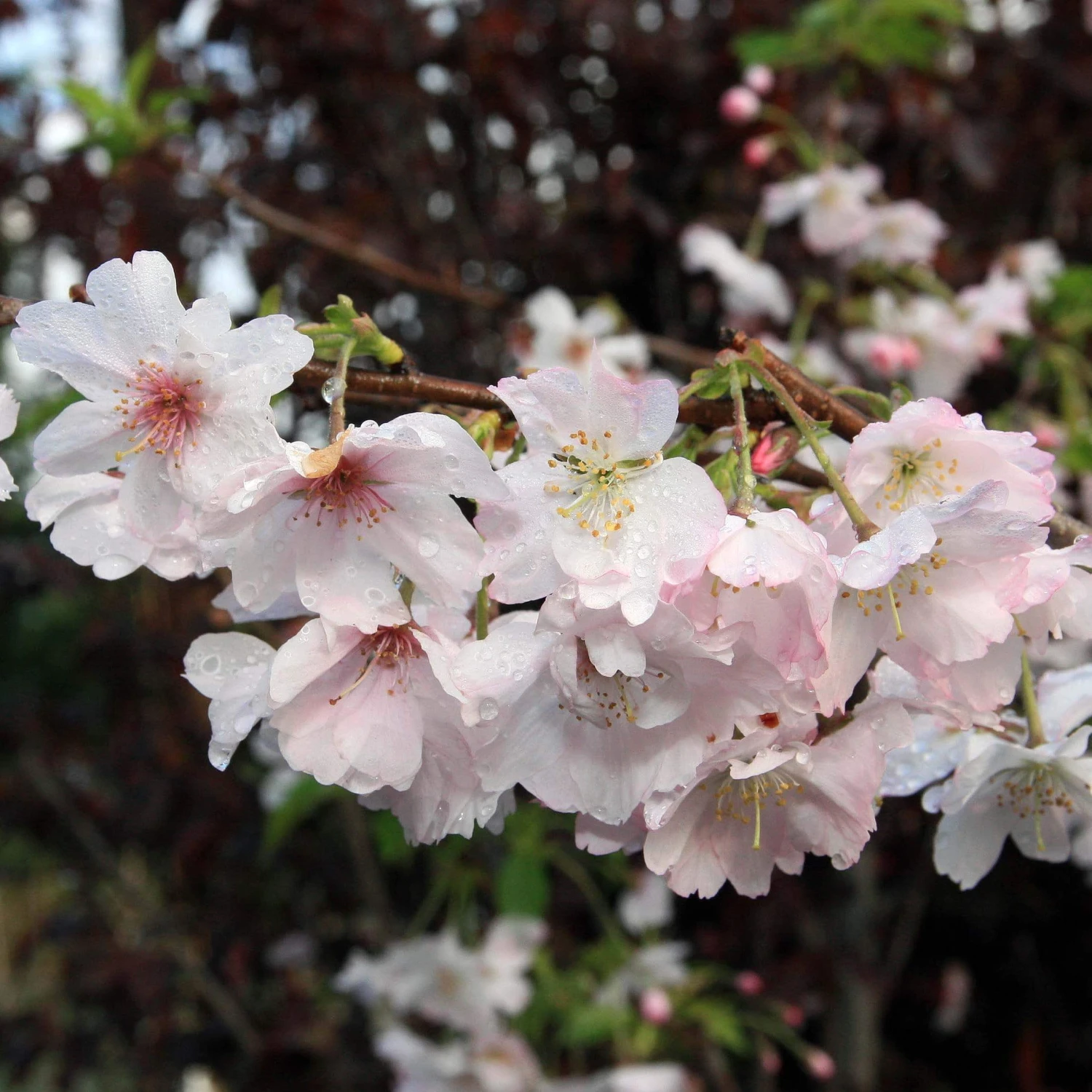 Pink Winter Flowering Cherry Tree | Prunus X Subhirtella 'Autumnalis Rosea' 3 Pink Winter Flowering Cherry Tree | Prunus X Subhirtella 'Autumnalis Rosea'