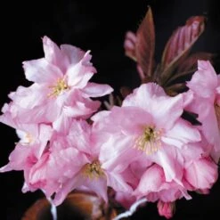 Purple Leaf Cherry Blossom Tree | Prunus Serrulata 'Royal Burgundy' 15 Purple Leaf Cherry Blossom Tree | Prunus Serrulata 'Royal Burgundy' -Soft Fruit Paradise ORN0032 2