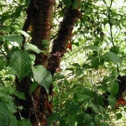 Multi Stem Tibetan Cherry Tree | Prunus Serrula 10 Multi Stem Tibetan Cherry Tree | Prunus Serrula -Soft Fruit Paradise ORN0034 4 457f60d6 746c 4a68 a6a8 5139ee4b2b53