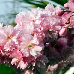 Pink Perfection Cherry Blossom Tree -Soft Fruit Paradise ORN0038 3