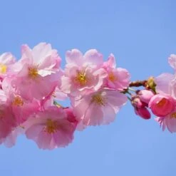 Pink Perfection Cherry Blossom Tree -Soft Fruit Paradise ORN0038 4