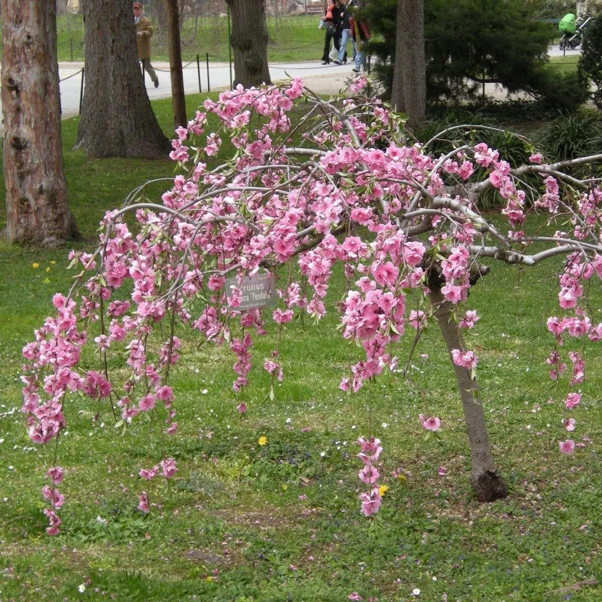Single Pink Weeping Cherry Blossom Tree | Prunus Pendula Rubra 3 Single Pink Weeping Cherry Blossom Tree | Prunus Pendula Rubra