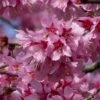 Small Pink Cherry Blossom Tree | Prunus 'Okame' 1 Small Pink Cherry Blossom Tree | Prunus 'Okame' -Soft Fruit Paradise ORN0044 1