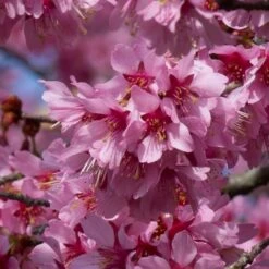 New Arrival 1 Small Pink Cherry Blossom Tree | Prunus 'Okame'