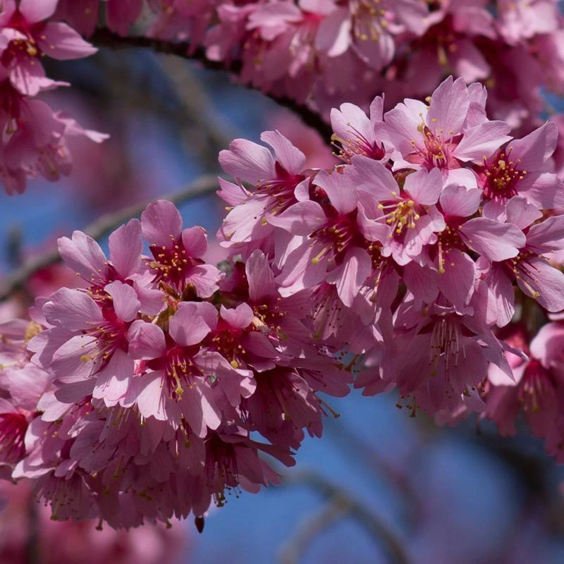 Small Pink Cherry Blossom Tree | Prunus 'Okame' 5 Small Pink Cherry Blossom Tree | Prunus 'Okame' - Image 3
