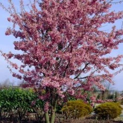 Small Pink Cherry Blossom Tree | Prunus 'Okame' 11 Small Pink Cherry Blossom Tree | Prunus 'Okame' -Soft Fruit Paradise ORN0044 4