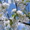 Great White Cherry Blossom Tree | Prunus 'Tai-Haku' -Soft Fruit Paradise ORN0049 1