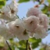 Blushing Bride Cherry Blossom Tree | Prunus 'Shogetsu' -Soft Fruit Paradise ORN0051 1