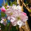 Japanese Cherry Blossom Tree | Prunus Shirofugen 2 Japanese Cherry Blossom Tree | Prunus Shirofugen -Soft Fruit Paradise ORN0053 1