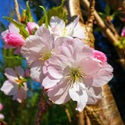 New Arrival 18 Japanese Cherry Blossom Tree | Prunus Shirofugen