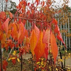 Cheal's Weeping Cherry Blossom Tree | Prunus Kiku Shidare Zakura 12 Cheal's Weeping Cherry Blossom Tree | Prunus Kiku Shidare Zakura -Soft Fruit Paradise ORN0058 6
