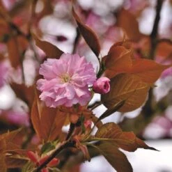 Japanese Cherry Blossom Tree | Prunus Serrulata 'Kanzan' -Soft Fruit Paradise ORN0060 1