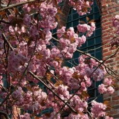 Japanese Cherry Blossom Tree | Prunus Serrulata 'Kanzan' -Soft Fruit Paradise ORN0060 3