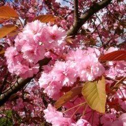Japanese Cherry Blossom Tree | Prunus Serrulata 'Kanzan' -Soft Fruit Paradise ORN0060 4