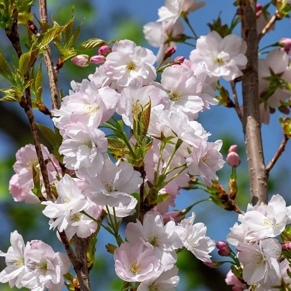 Flagpole Cherry Blossom Tree | Prunus Amanogawa 5 Flagpole Cherry Blossom Tree | Prunus Amanogawa - Image 3