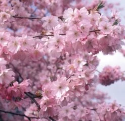 Accolade Pink Cherry Blossom Tree 11 Accolade Pink Cherry Blossom Tree -Soft Fruit Paradise ORN0064 1