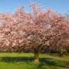 Accolade Pink Cherry Blossom Tree 1 Accolade Pink Cherry Blossom Tree -Soft Fruit Paradise ORN0064 6