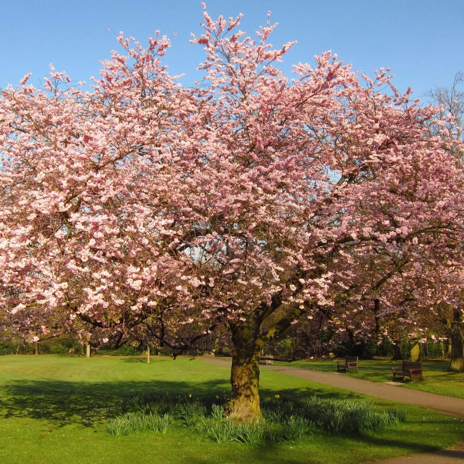 Accolade Pink Cherry Blossom Tree 3 Accolade Pink Cherry Blossom Tree