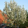 John Downie Crabapple Tree 2 John Downie Crabapple Tree -Soft Fruit Paradise ORN0073 1