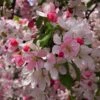 Japanese Crabapple Tree | Malus Floribunda -Soft Fruit Paradise ORN0074 1