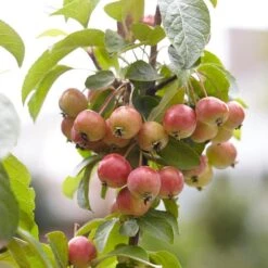 Japanese Crabapple Tree | Malus Floribunda 10 Japanese Crabapple Tree | Malus Floribunda -Soft Fruit Paradise ORN0074 3
