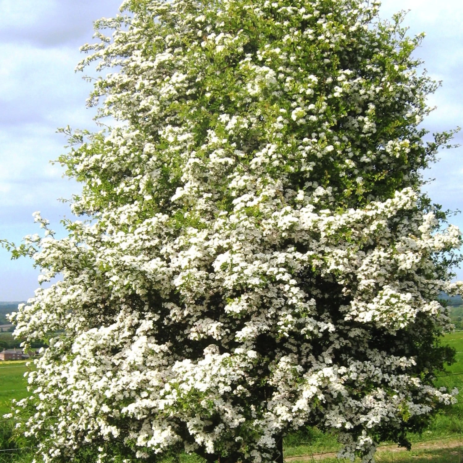 Hybrid Cockspur Hawthorn | Crataegus X Lavallei 'Carrierei' 3 Hybrid Cockspur Hawthorn | Crataegus X Lavallei 'Carrierei'
