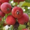 'Jelly King' Crabapple Tree 1 'Jelly King' Crabapple Tree -Soft Fruit Paradise ORN0096 2